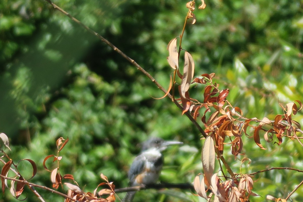 Belted Kingfisher - ML600549411