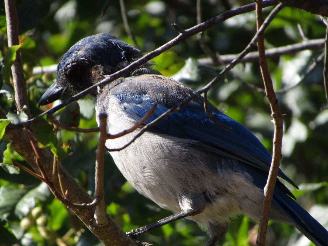 California Scrub-Jay - ML600549691