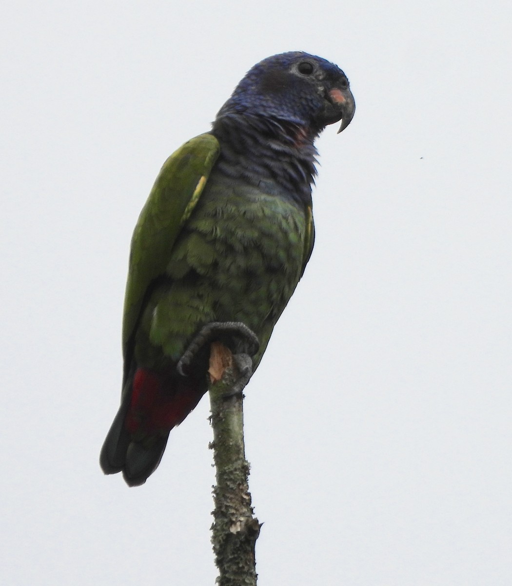 Blue-headed Parrot - ML600550261