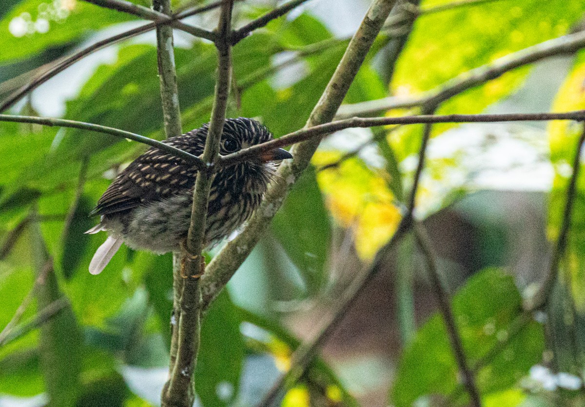 White-chested Puffbird - ML600550341