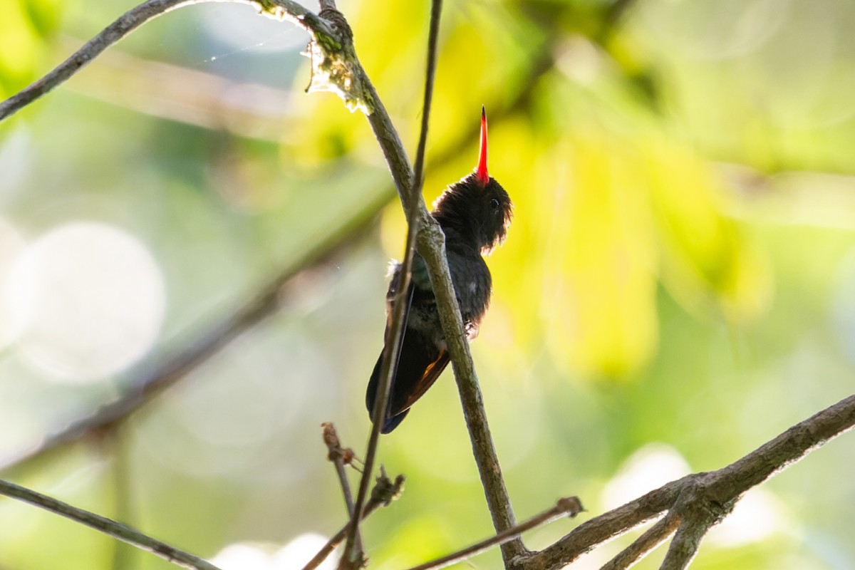 White-chinned Sapphire - João Vitor Andriola