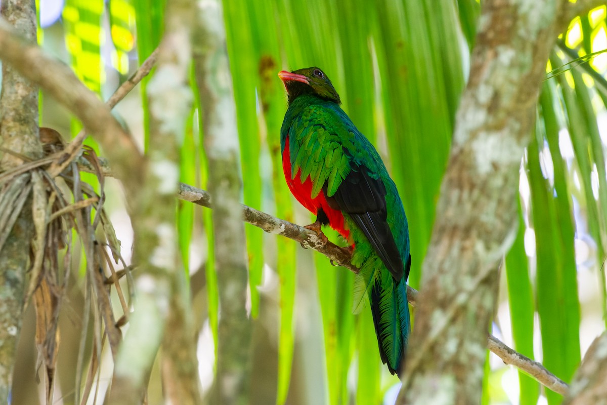 Pavonine Quetzal - João Vitor Andriola