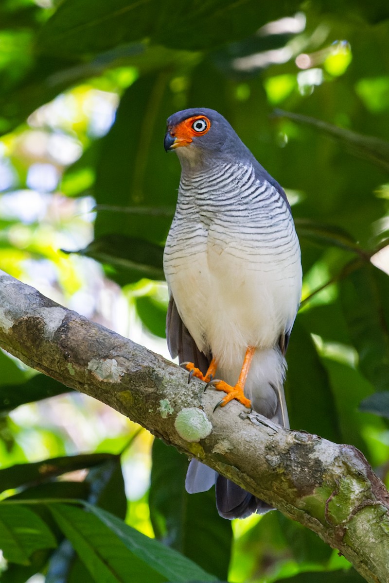 Cryptic Forest-Falcon - ML600550561