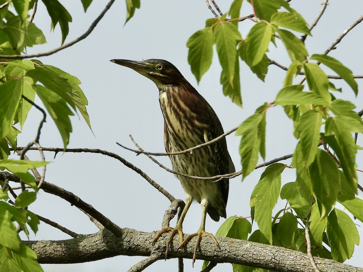 Green Heron - ML600551151