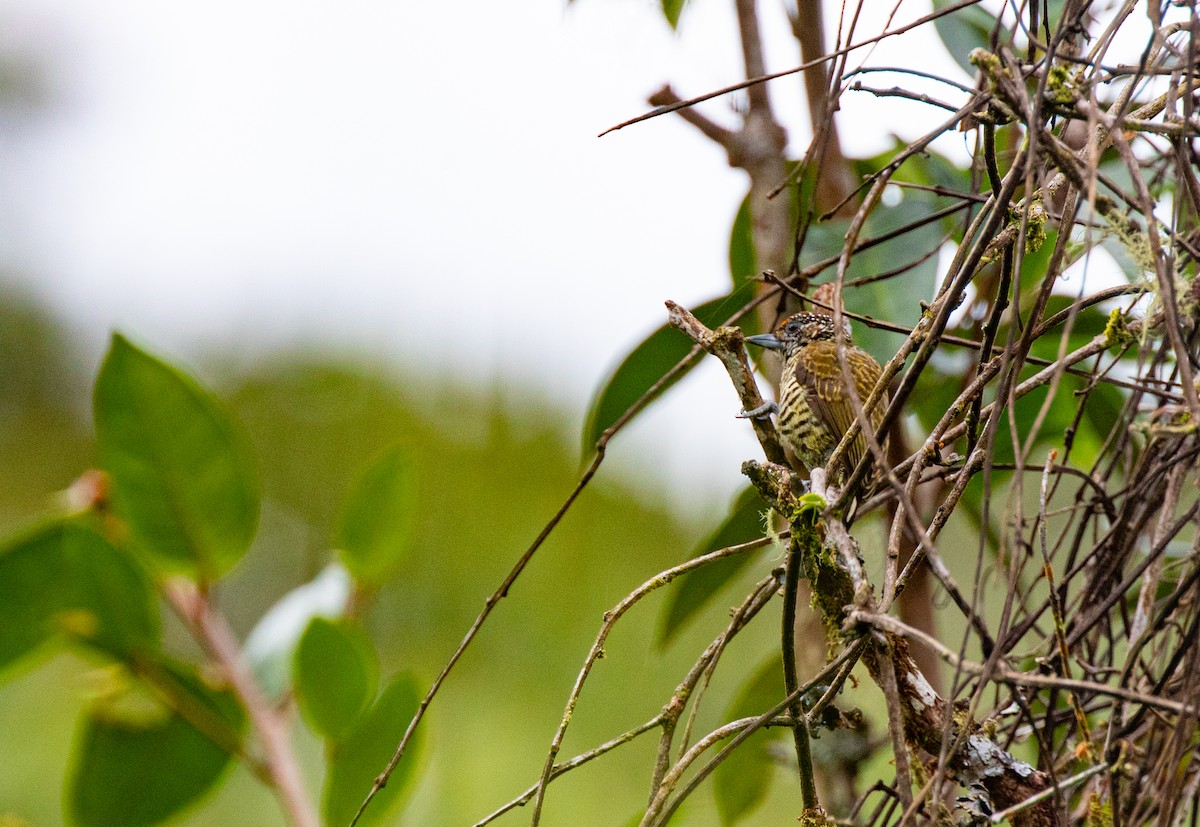 Lafresnaye's Piculet - ML600551831