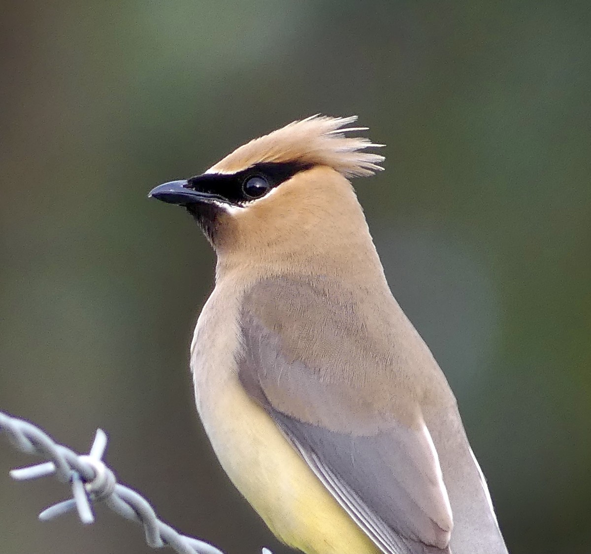 Cedar Waxwing - ML600552131