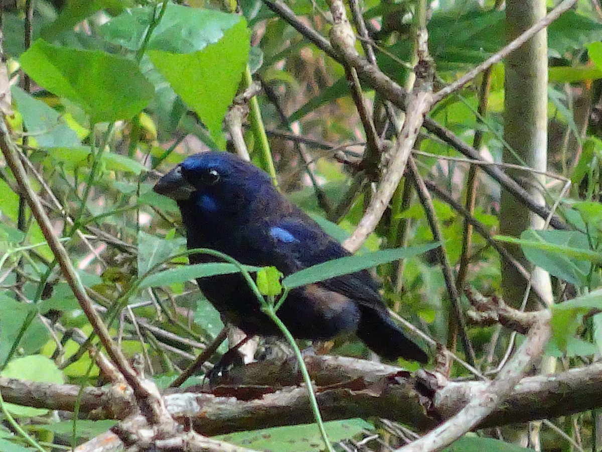 Blue Bunting - ML600552411