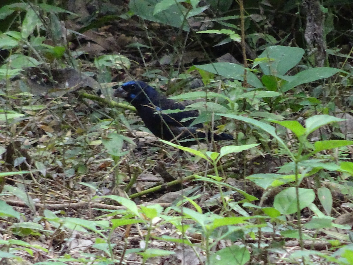 Blue Bunting - ML600552431