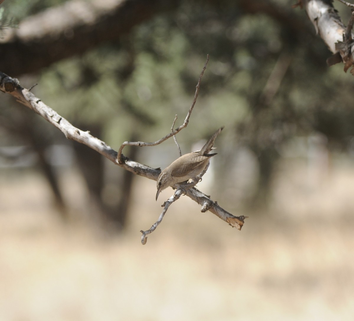 Bewick's Wren - ML600553231