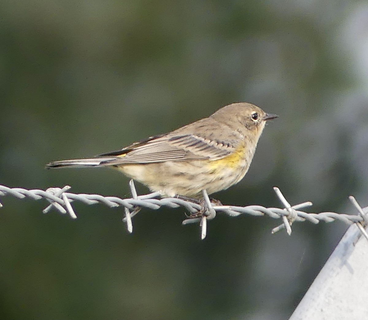 Yellow-rumped Warbler - Mary McCafferty