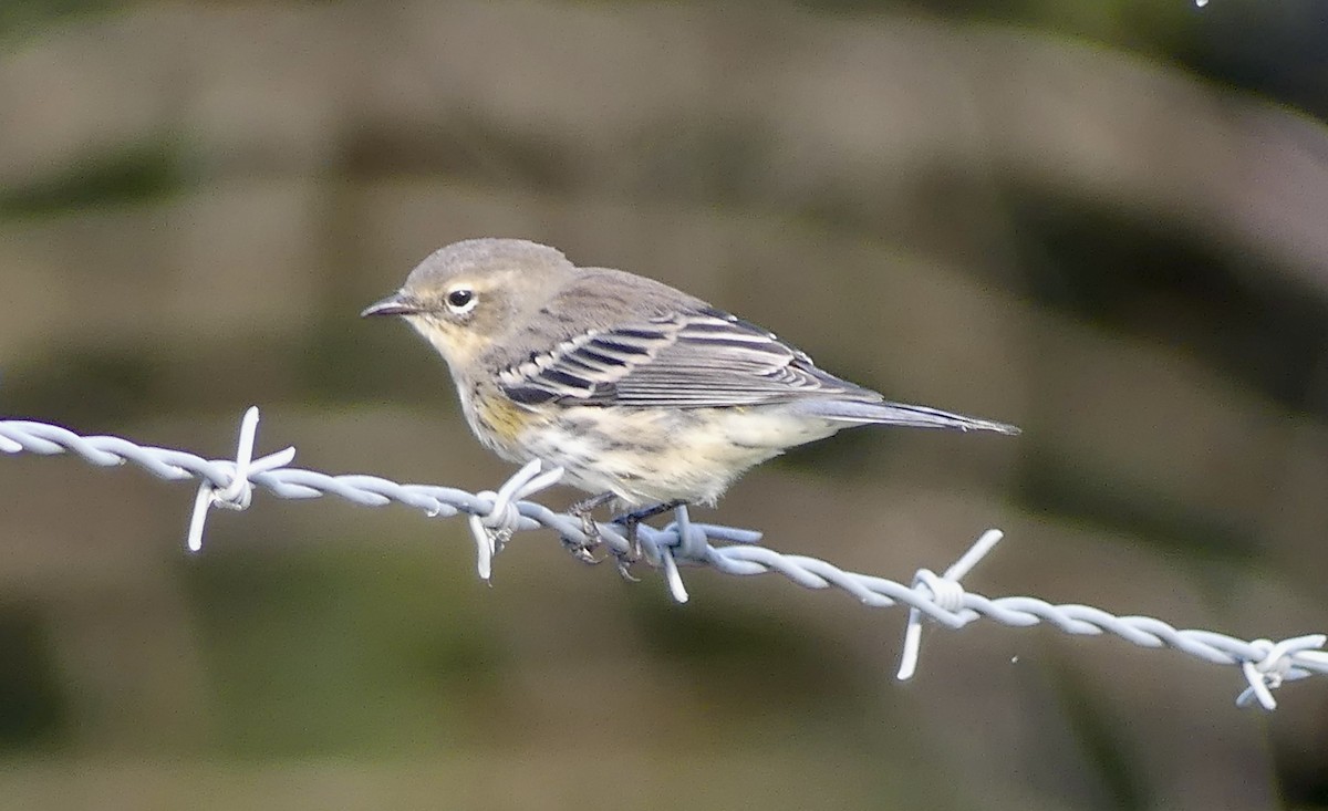 Yellow-rumped Warbler - ML600553501