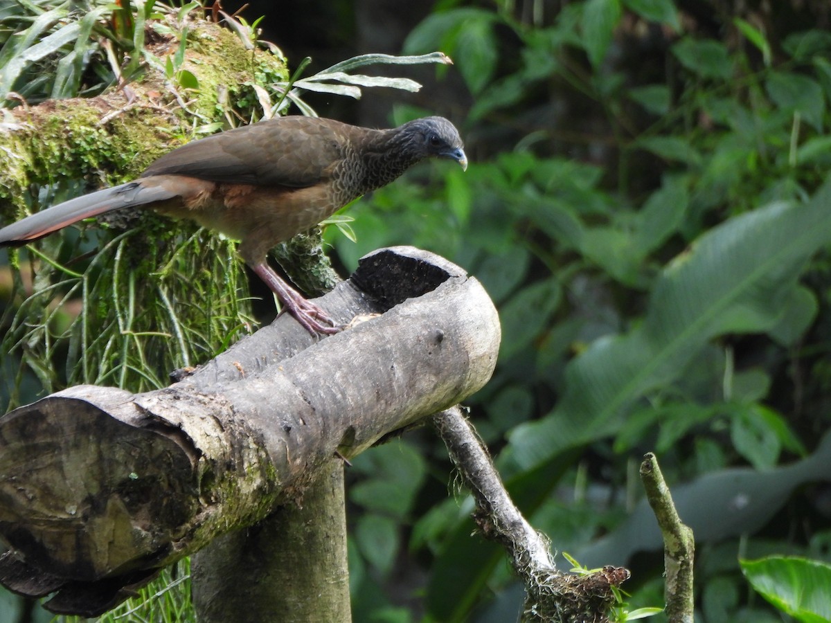 Colombian Chachalaca - ML600553511