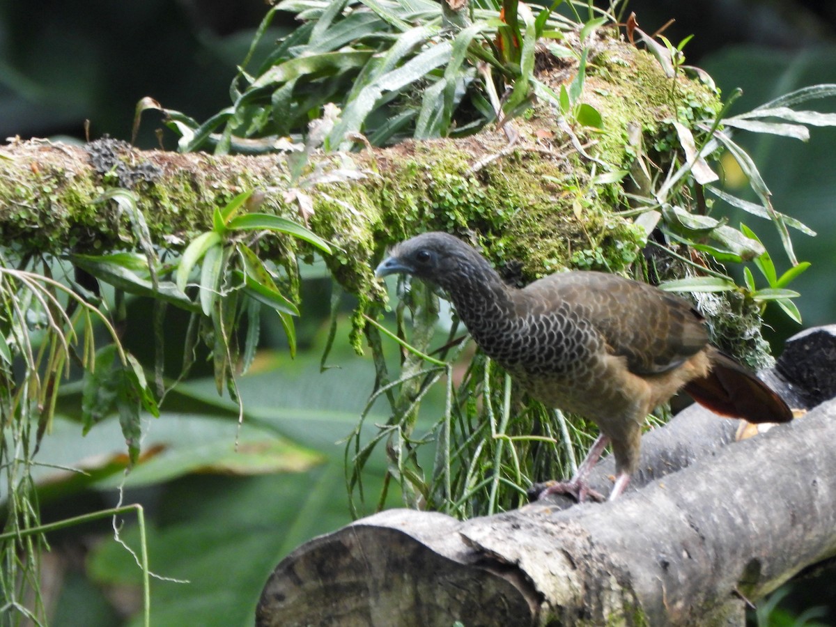 Chachalaca Colombiana - ML600553531