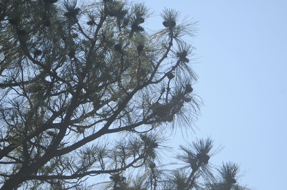 Thick-billed Kingbird - ML600554531