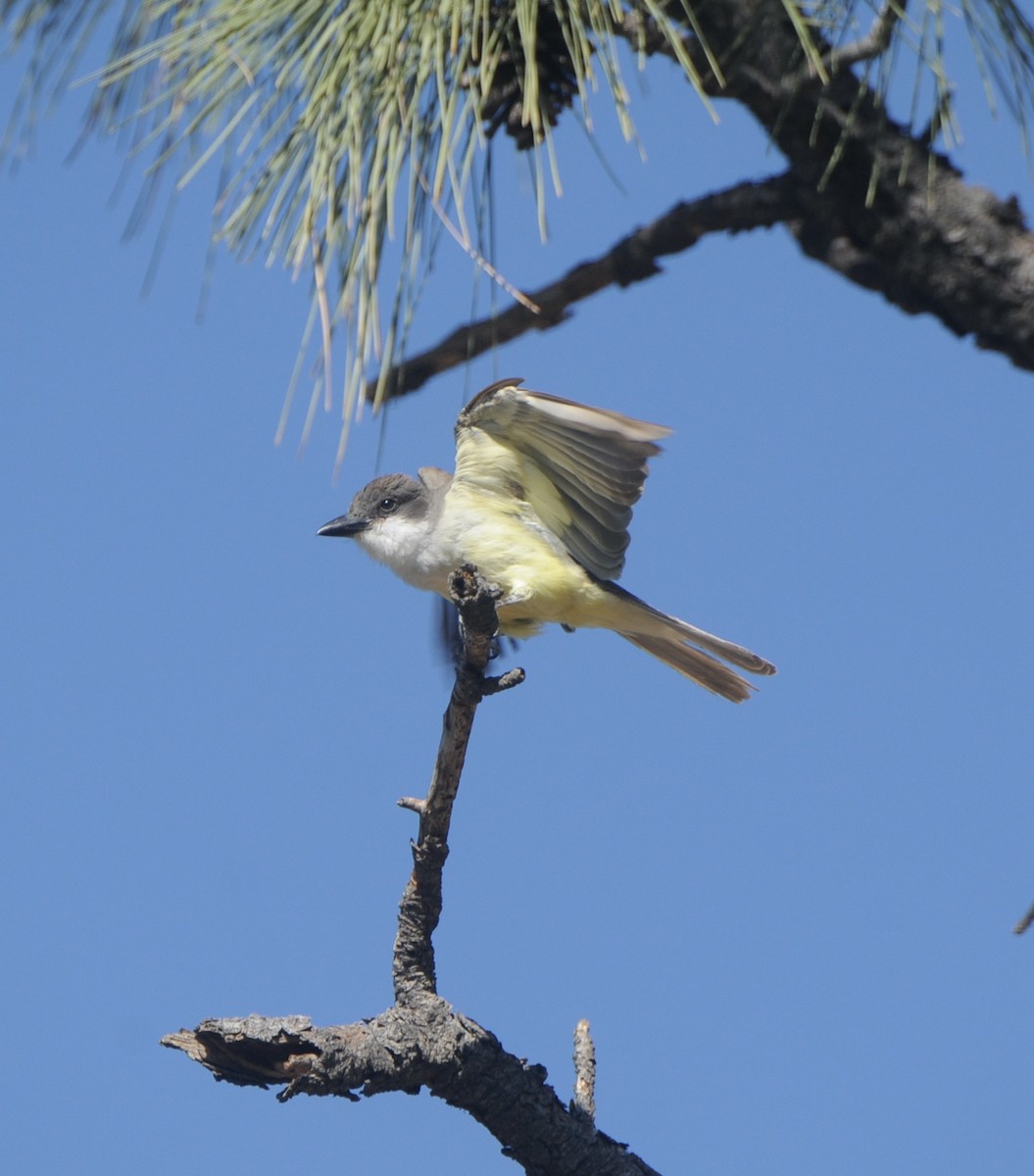 Dickschnabel-Königstyrann - ML600554621