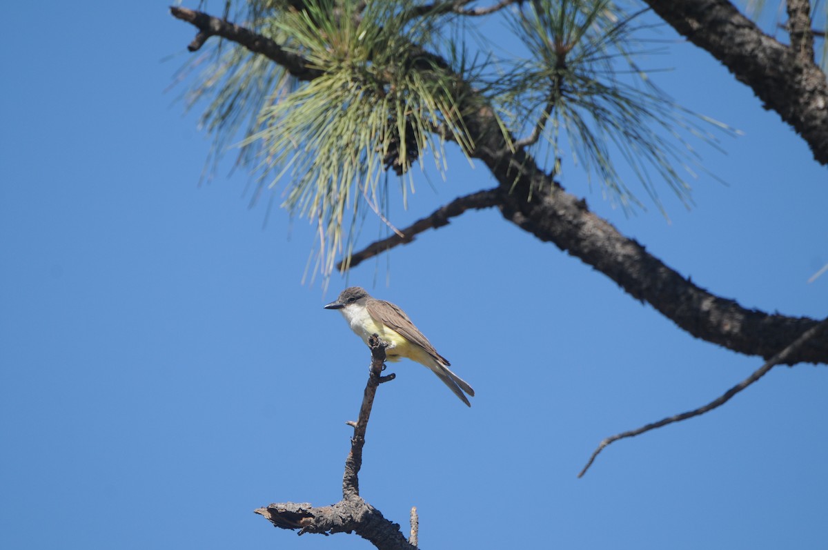 Thick-billed Kingbird - ML600554701