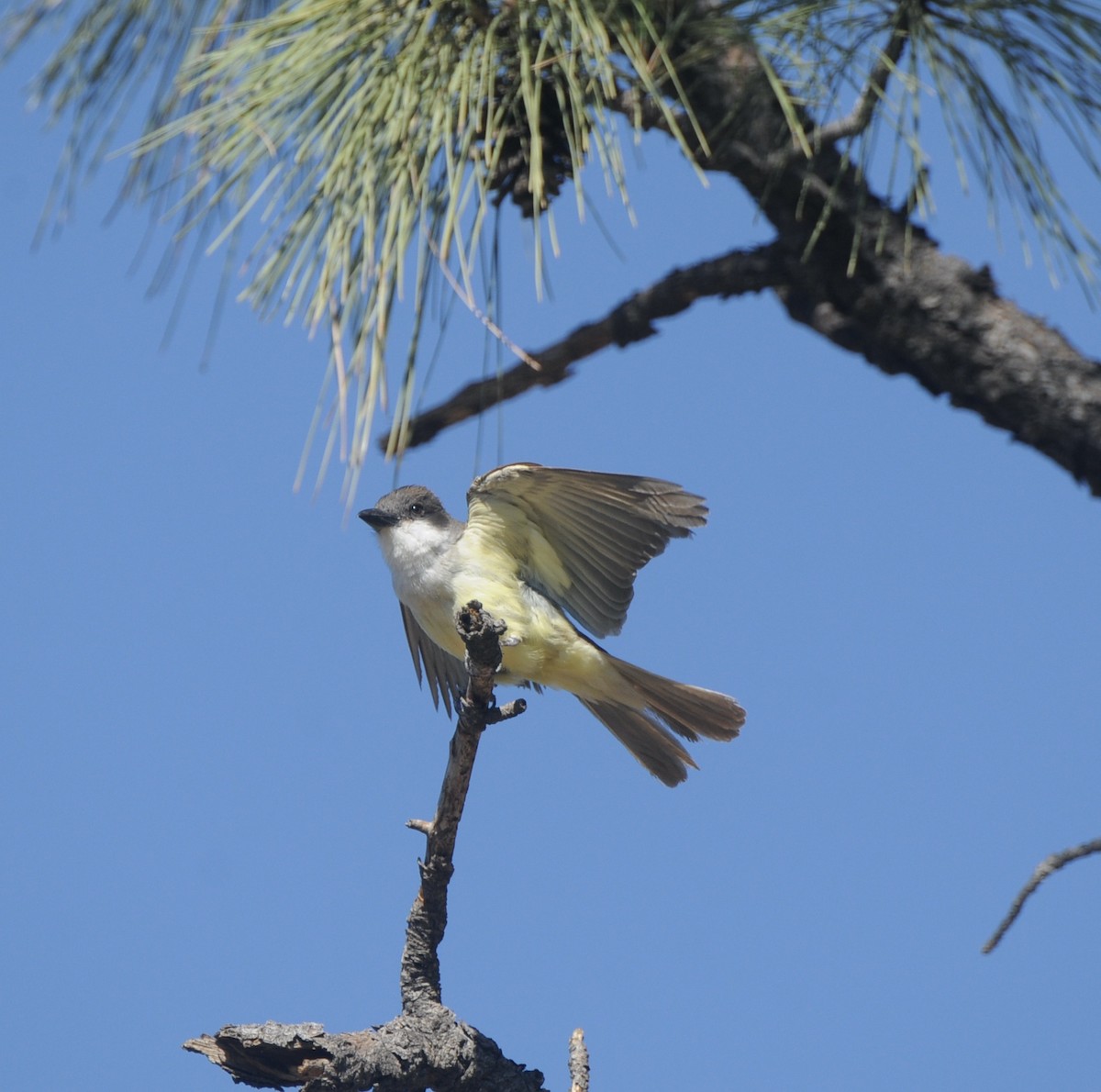 Thick-billed Kingbird - ML600554791