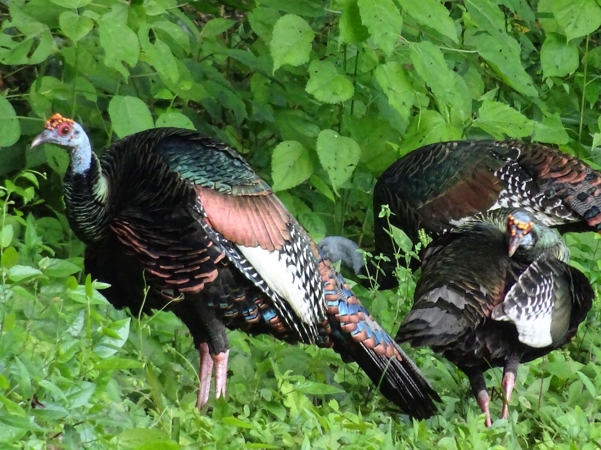 Ocellated Turkey - ML600555081