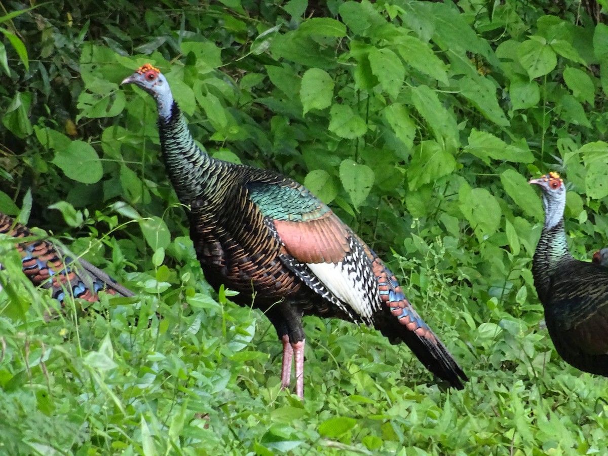 Ocellated Turkey - ML600555091