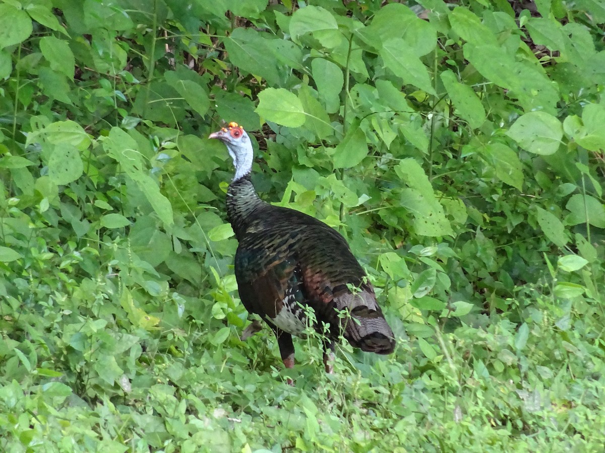 Ocellated Turkey - ML600555101