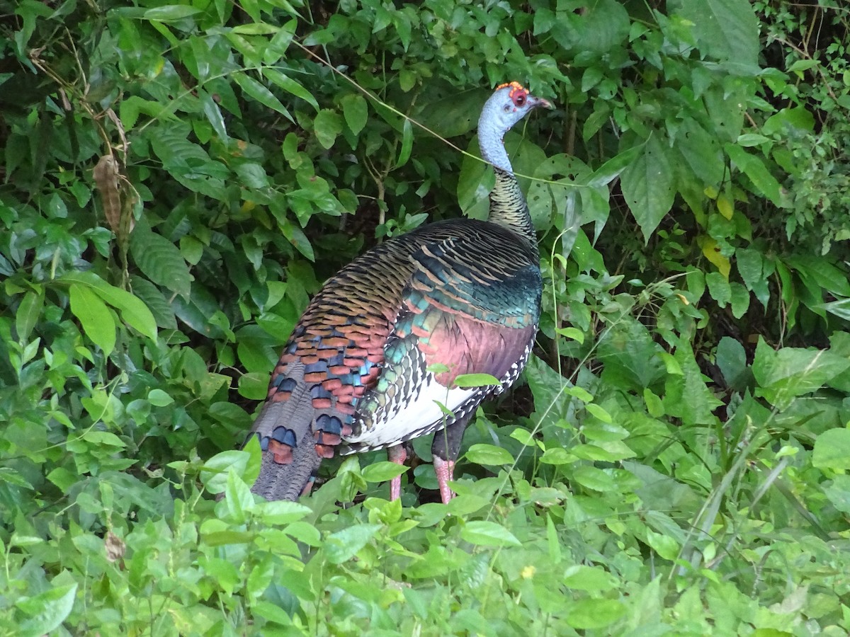 Ocellated Turkey - ML600555111