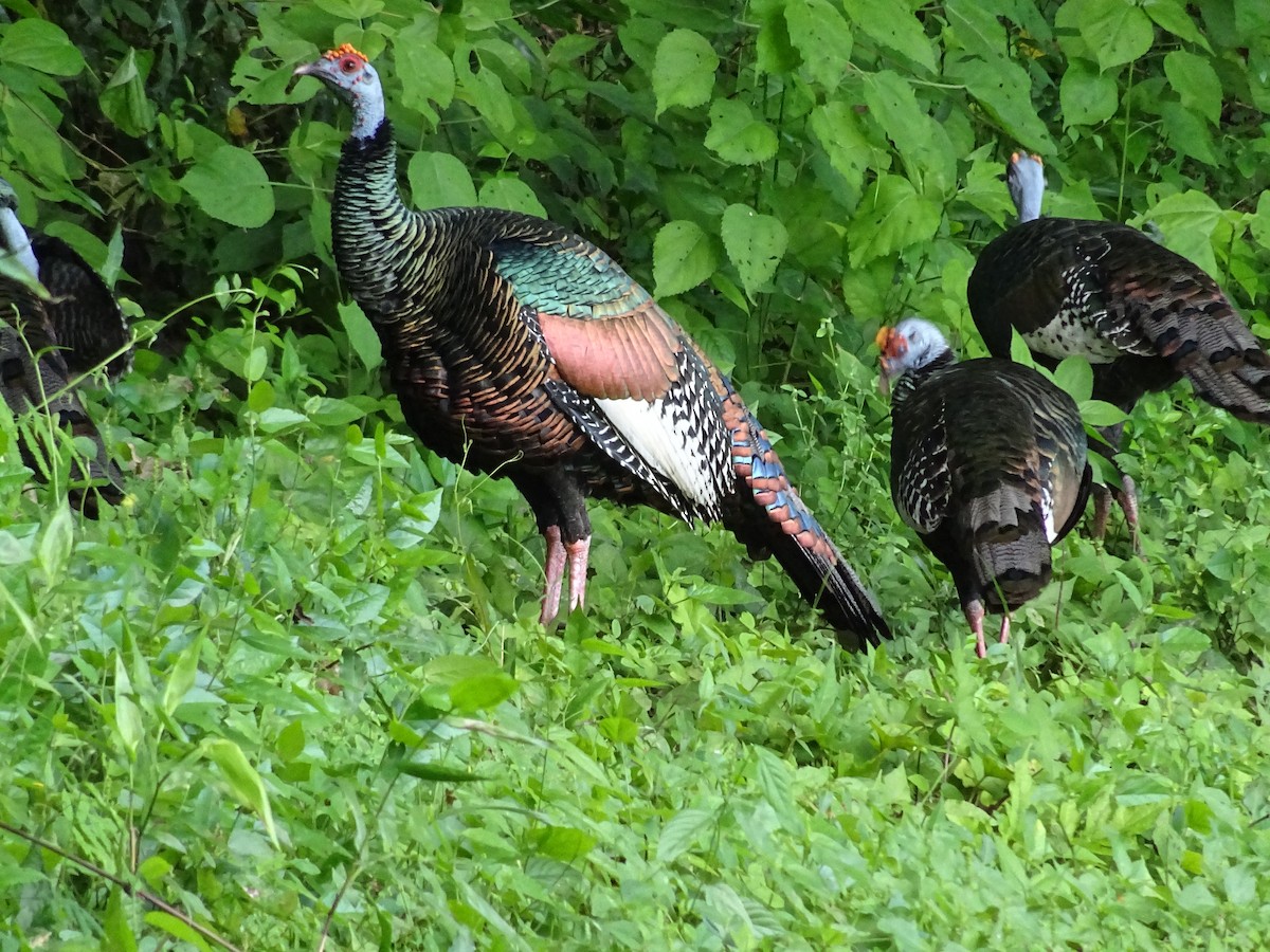 Ocellated Turkey - ML600555131