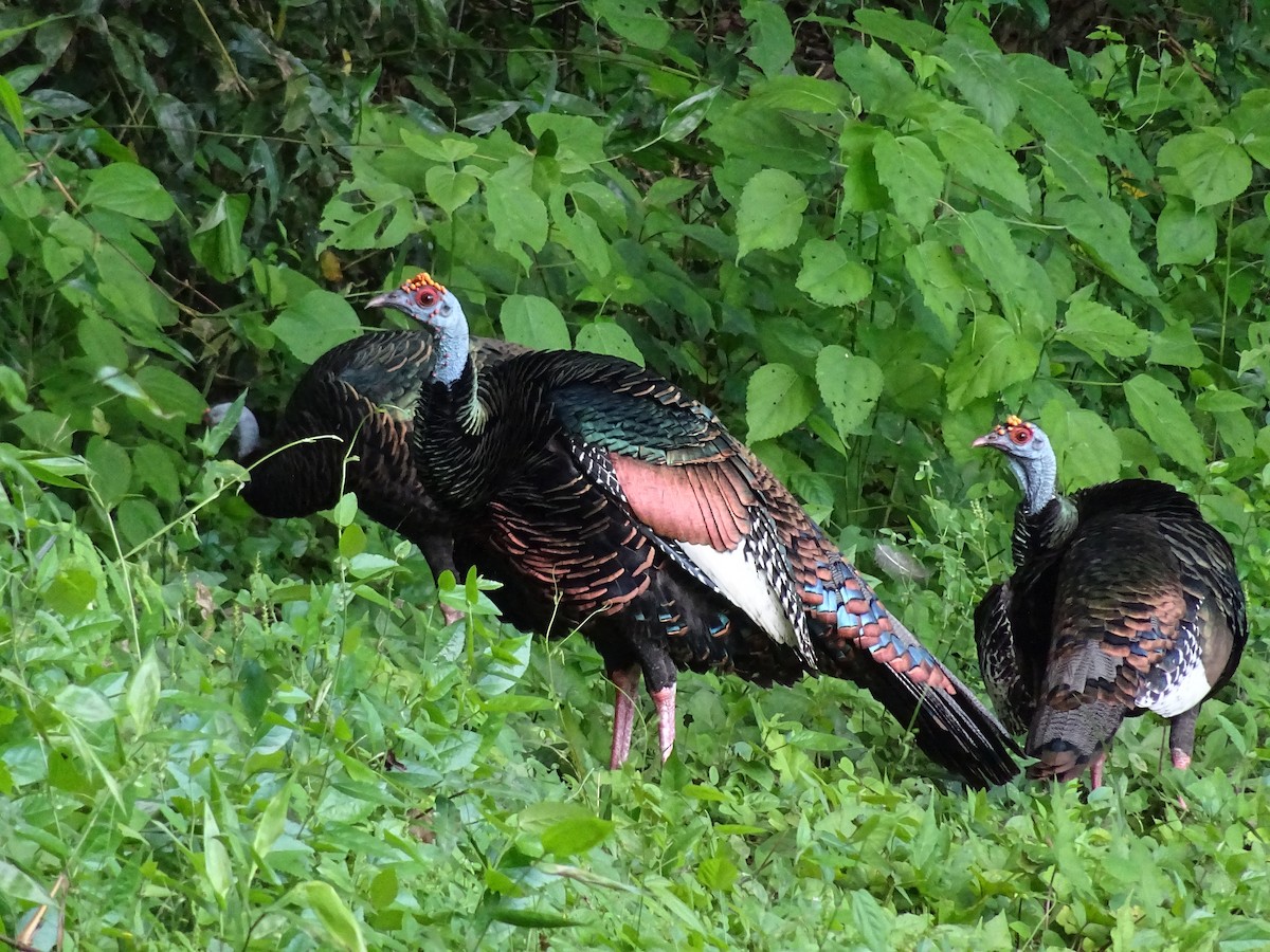 Ocellated Turkey - ML600555151