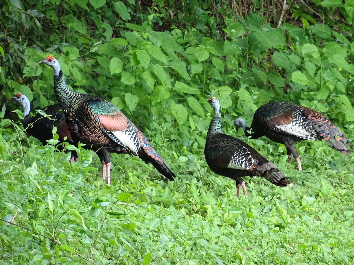 Ocellated Turkey - ML600555161