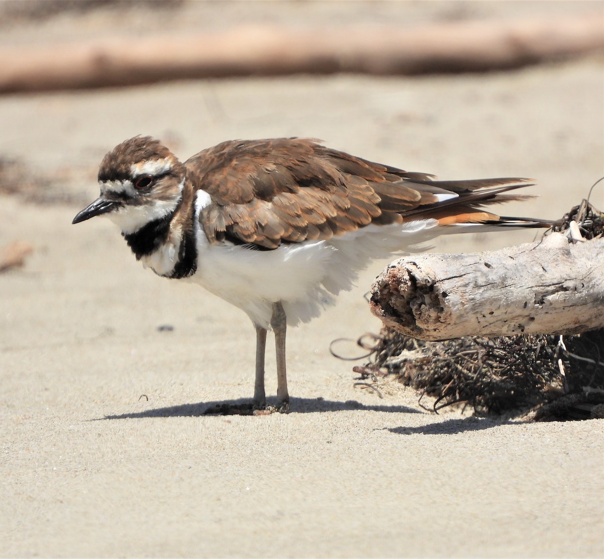 Killdeer - ML600555641