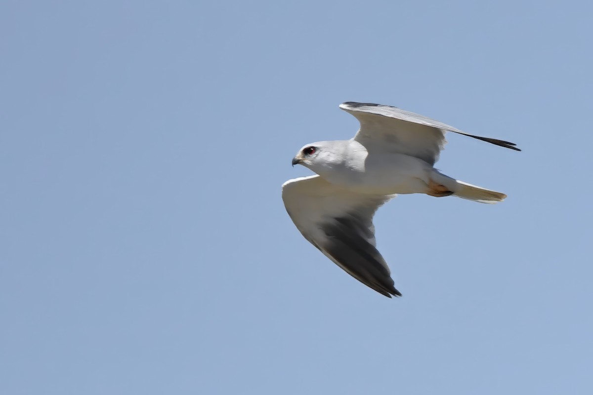 Black-winged Kite (African) - ML600556111