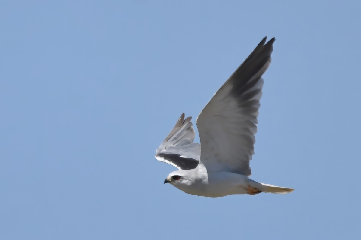 Black-winged Kite (African) - ML600556121