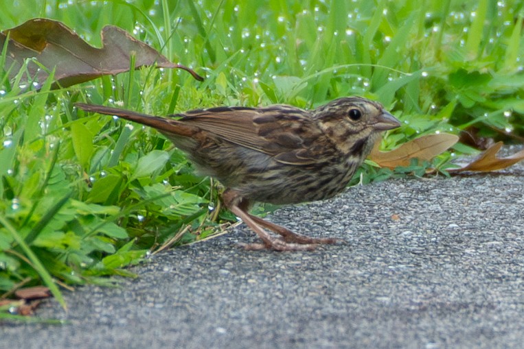 Song Sparrow - ML600557601