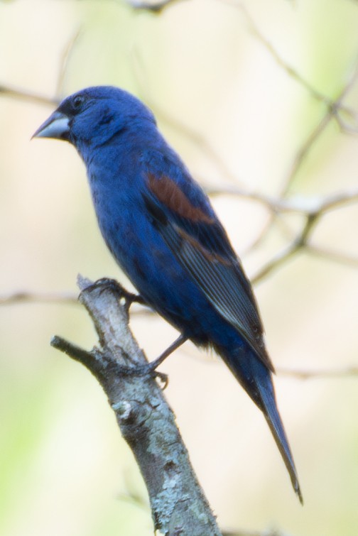 Blue Grosbeak - ML600557691