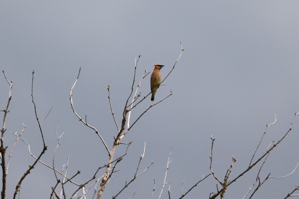 Cedar Waxwing - ML600558331