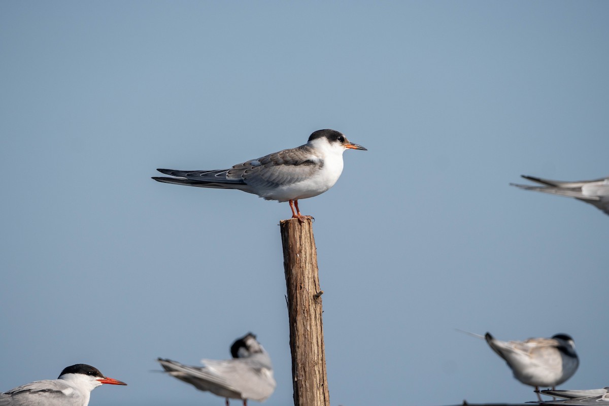 Common Tern - ML600558491