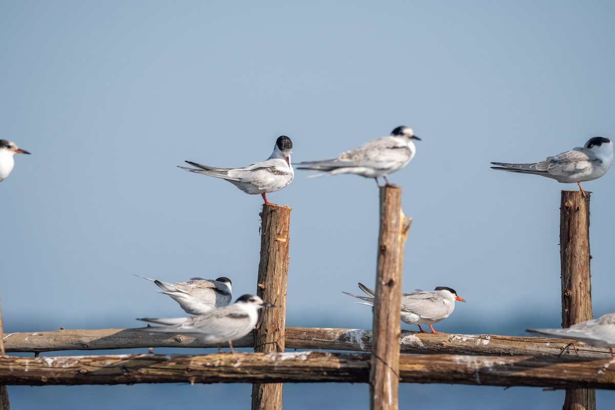 Common Tern - ML600558511