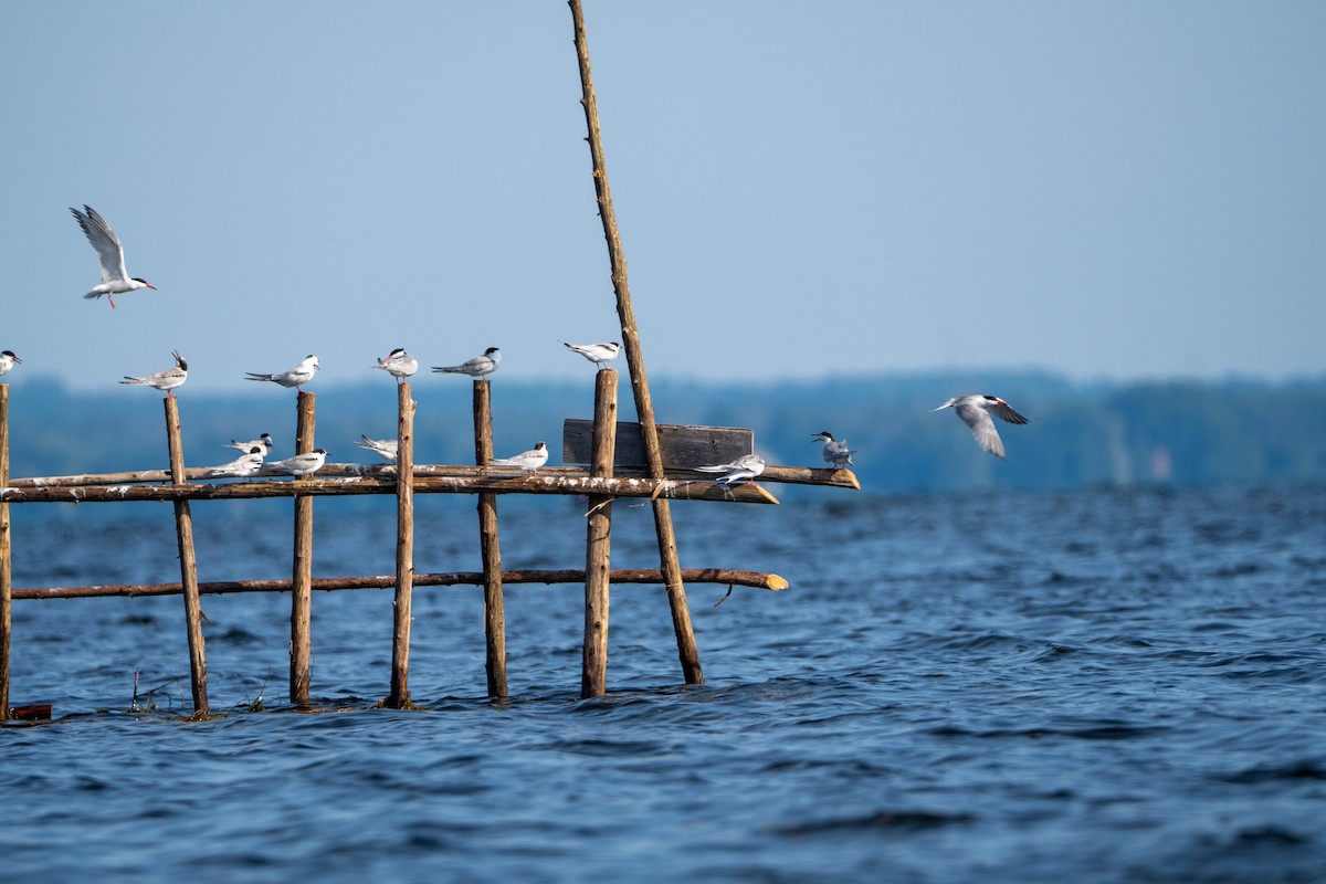 Common Tern - ML600558521