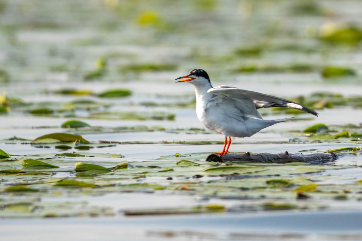 Common Tern - ML600558751