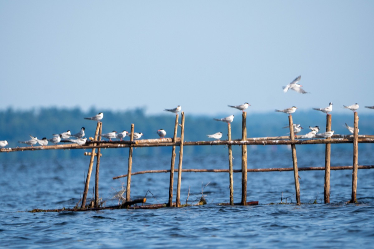 Common Tern - Sleiman Shakkour