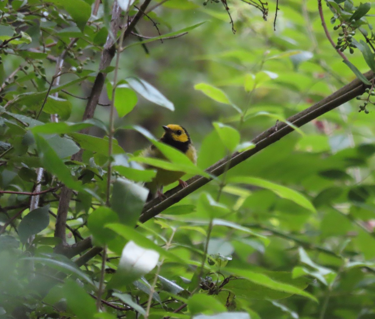 Hooded Warbler - Kim Springer