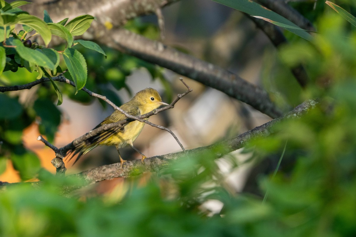 Yellow Warbler - Sleiman Shakkour