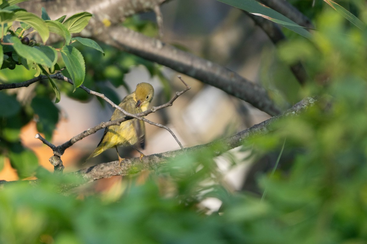 Yellow Warbler - Sleiman Shakkour