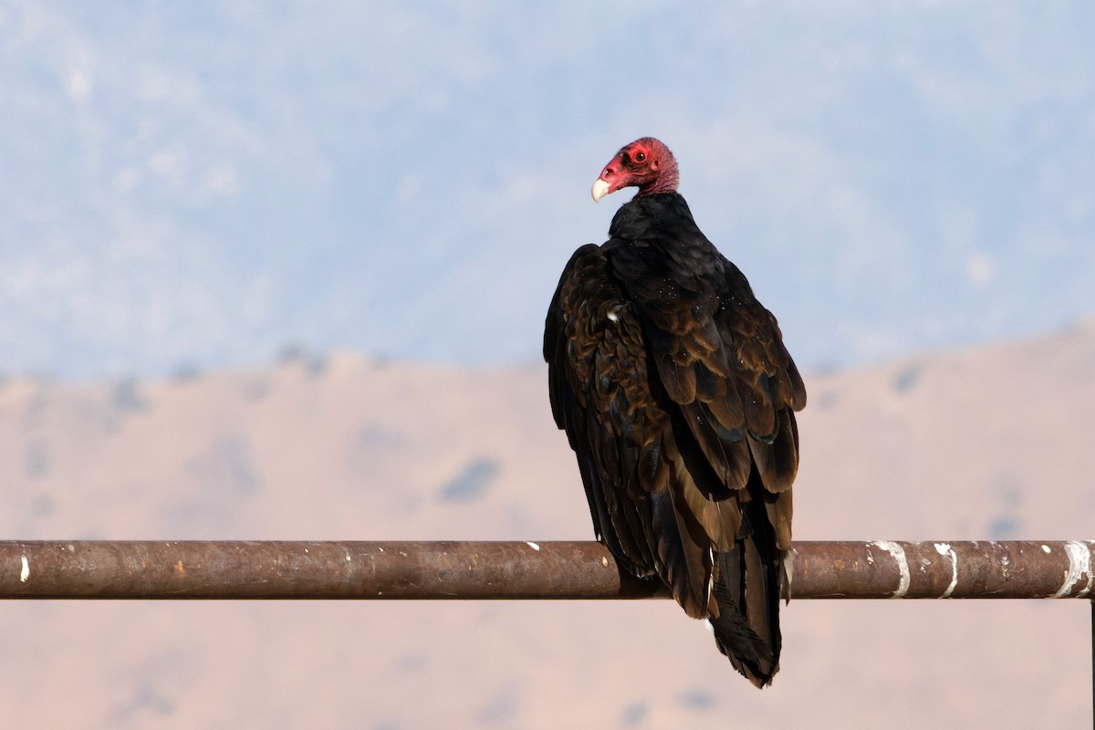 Turkey Vulture - ML600560121