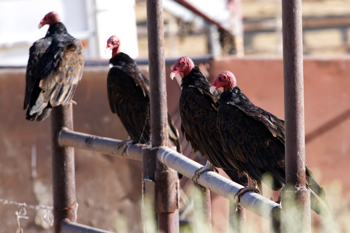 Turkey Vulture - ML600560131