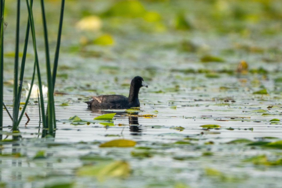 American Coot - ML600560341