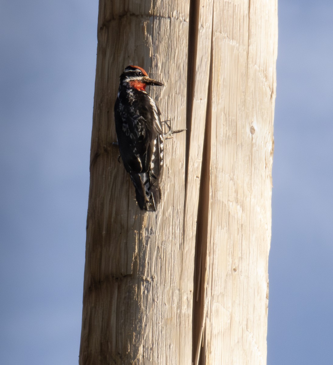 Red-naped Sapsucker - Linda Eyster