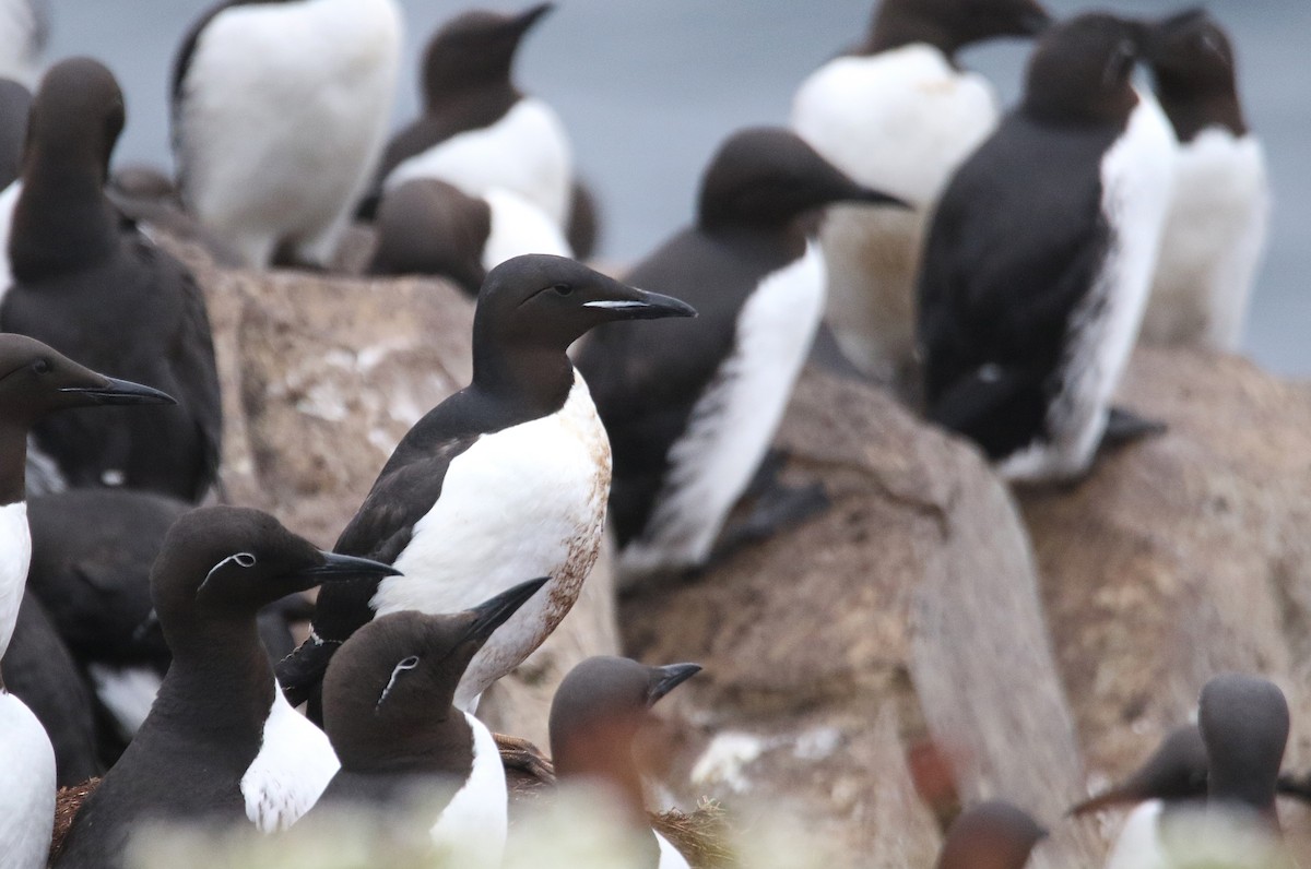 Thick-billed Murre - ML600560621