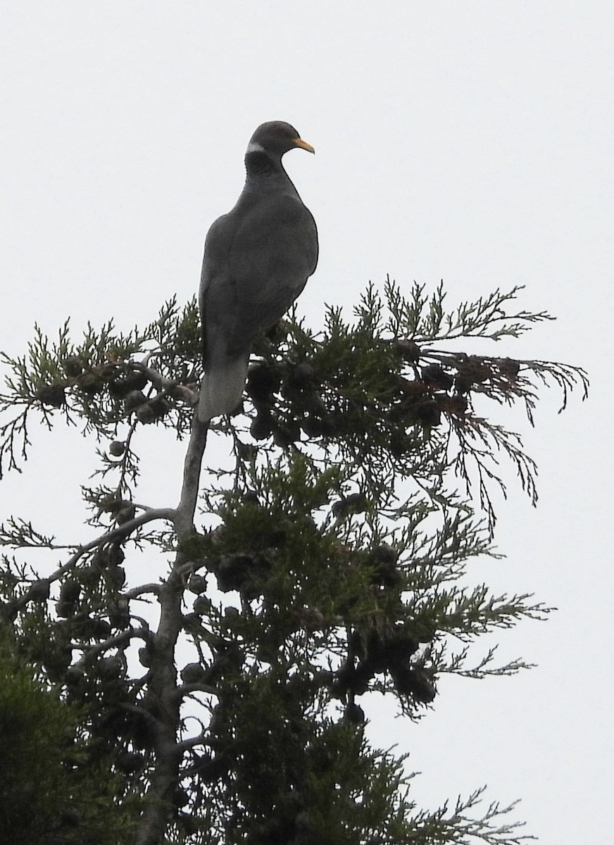 Band-tailed Pigeon - ML600560871
