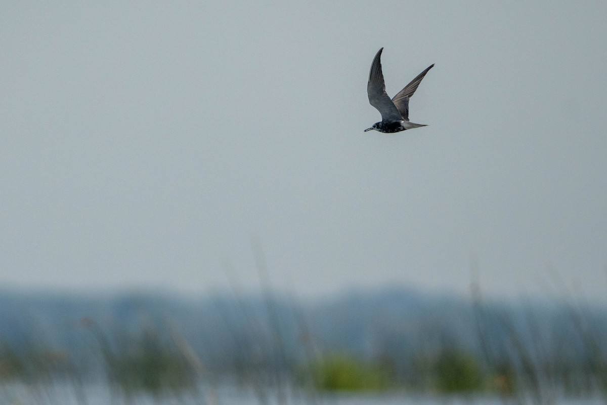 Black Tern - ML600561041