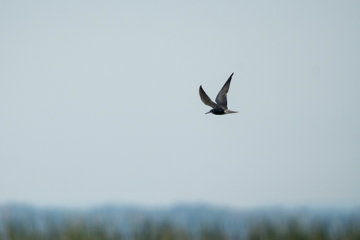 Black Tern - Sleiman Shakkour